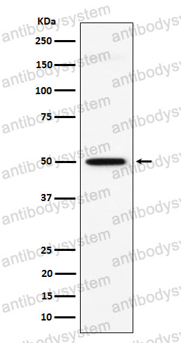 Anti-GPA33 Antibody (R2J90)