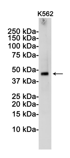 Anti-TSG101 Antibody (R2J91)