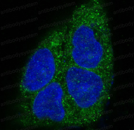 Anti-MYD88 Antibody (R2J93)