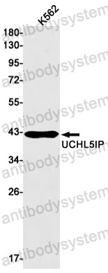 Anti-HAUS7 Antibody (R2J96)