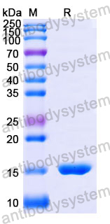 Anti-Human CD273/PD-L2/PDCD1LG2 Nanobody (SAA1281)