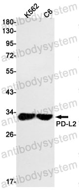 Anti-CD273/PD-L2/PDCD1LG2 Antibody (R2J99)