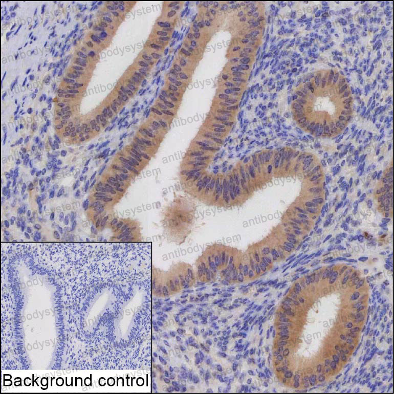 Anti-LXN Antibody (R3W16)