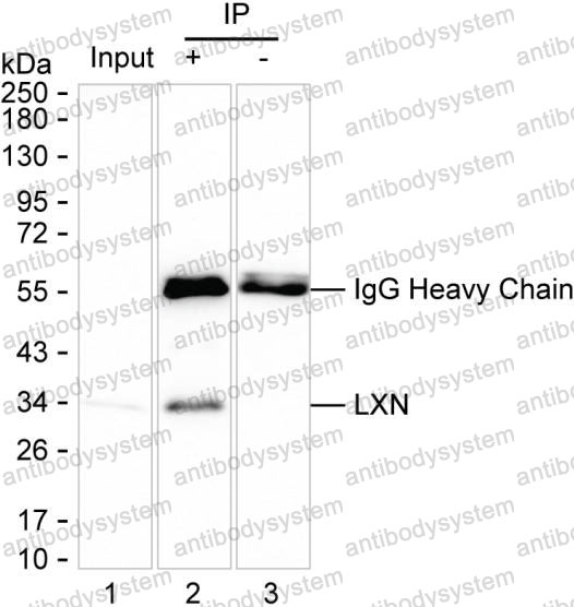 Anti-LXN Antibody (R3W17)