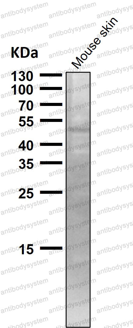 Anti-TRAF4 Antibody (R1B04)