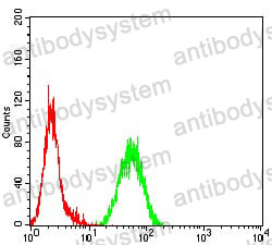 Anti-PINK1 Antibody (R3W18)