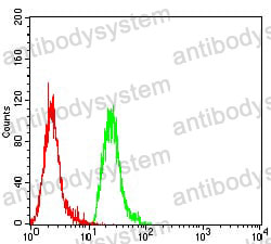 Anti-PINK1 Antibody (R3W19)