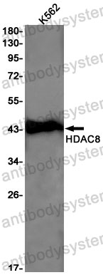 Anti-HDAC8 Antibody (R2K07)