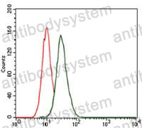 Anti-LC3B Antibody (R3W31)