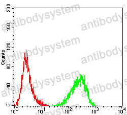 Anti-IL22 Antibody (R3W33)