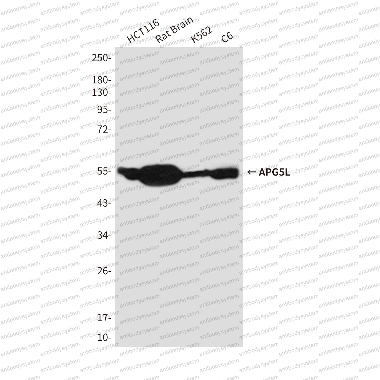 Anti-ATG5 Antibody (R3W39)