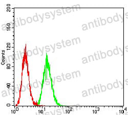Anti-ATG5 Antibody (R3W37)