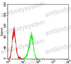 Anti-ATG5 Antibody (R3W36)