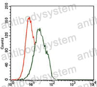 Anti-FOXP1 Antibody (R3W45)