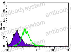 Anti-MAP1LC3A Antibody (R3W49)
