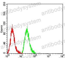 Anti-MAP1LC3A Antibody (R3W48)