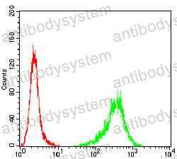Anti-TUBB1 Antibody (R3W52)
