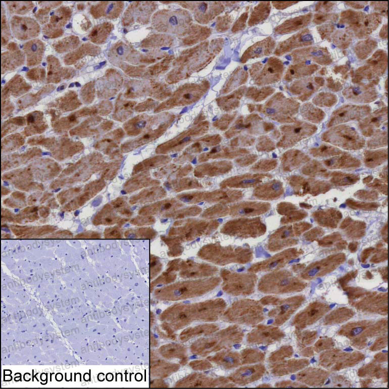 Anti-PTGES2 Antibody (R3W57)