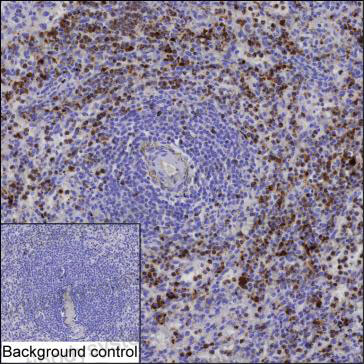 Anti-RETN/Resistin Antibody (R3W68)