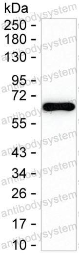 Anti-FGF20 Antibody (R3W73)