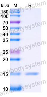 Anti-Human IL23A/IL-23p19 Nanobody (SAA1160)