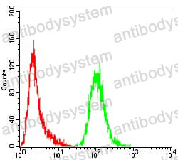 Anti-NOX4 Antibody (R3W78)