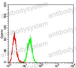 Anti-NOX4 Antibody (R3W79)