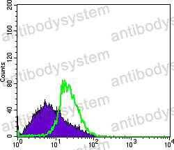 Anti-DDX4/Vasa Antibody (R3W87)