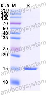 Anti-Human DLL4 Nanobody (SAA1284)