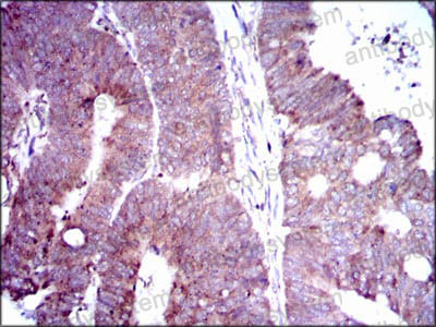 Anti-DLL4 Antibody (R3W90)