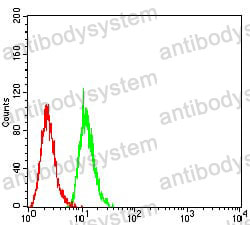 Anti-SIRT7 Antibody (R3W94)