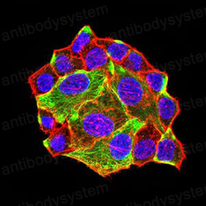 Anti-ATG3 Antibody (R3W97)