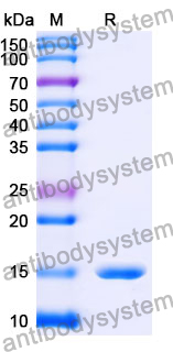 Anti-Human TREM2 Nanobody (SAA1137)