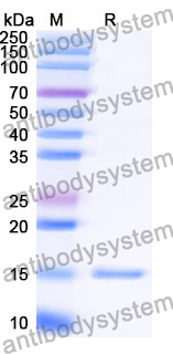 Anti-Human TREM2 Nanobody (SAA1136)