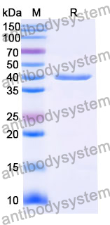 Anti-Human TREM2 Antibody (SAA2089)