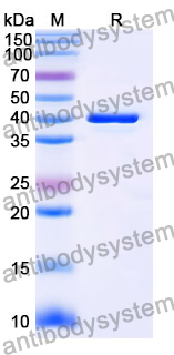 Anti-Human TREM2 Antibody (SAA2090)