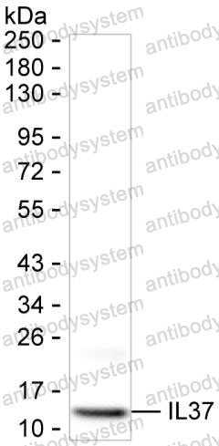 Anti-IL37/IL1F7 Antibody (R3X03)