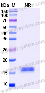 Anti-Human CD274/PD-L1/B7-H1 Nanobody (SAA1177)