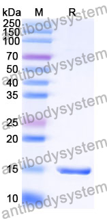 Anti-Human CD274/PD-L1/B7-H1 Nanobody (SAA0904)