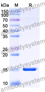 Anti-Human CD274/PD-L1/B7-H1 Nanobody (SAA1141)