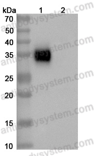 Anti-Human CD274/PD-L1/B7-H1 Antibody (SAA2003)