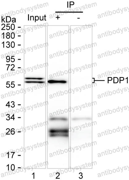 Anti-PDP1 Antibody (R3X12)