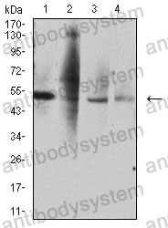Anti-CD264/TNFRSF10D/TRAIL-R4 Antibody (R3X26)