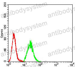 Anti-HDAC9 Antibody (R3X44)