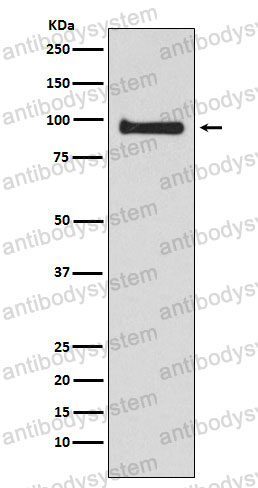 Anti-VAV3 Antibody (R2K84)