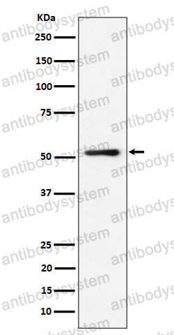 Anti-NUP50 Antibody (R2K86)
