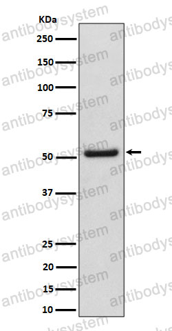 Anti-NUP50 Antibody (R2K87)