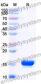 Anti-Human ASC/TMS1/PYCARD Nanobody (SAA1187)