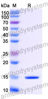 Anti-Human ASC/TMS1/PYCARD Nanobody (SAA1025)