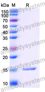 Anti-Human NOTCH3 Nanobody (SAA1288)